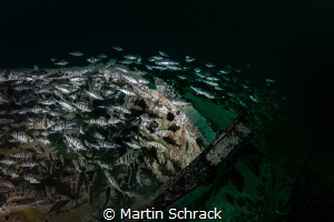 School of bass in a boat wreck by Martin Schrack 
